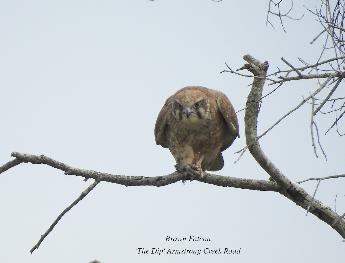 Brown Falcon - Marie Tarrant