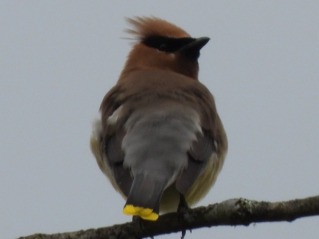 Cedar Waxwing - robert goff