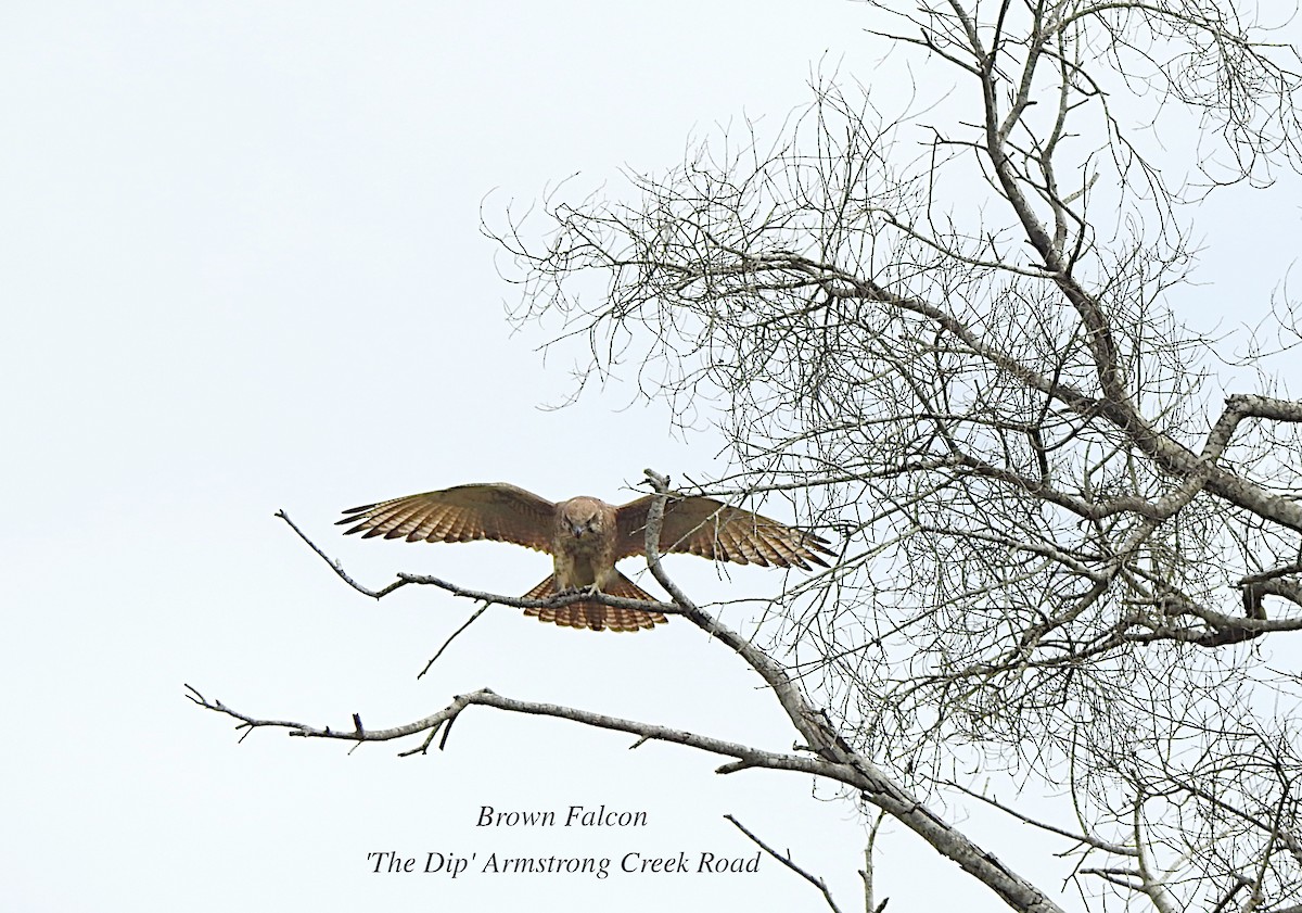 Brown Falcon - Marie Tarrant