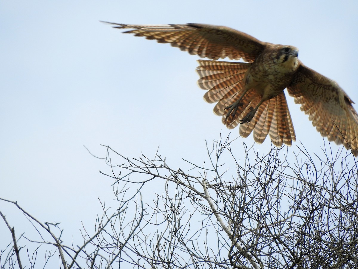 Brown Falcon - Marie Tarrant