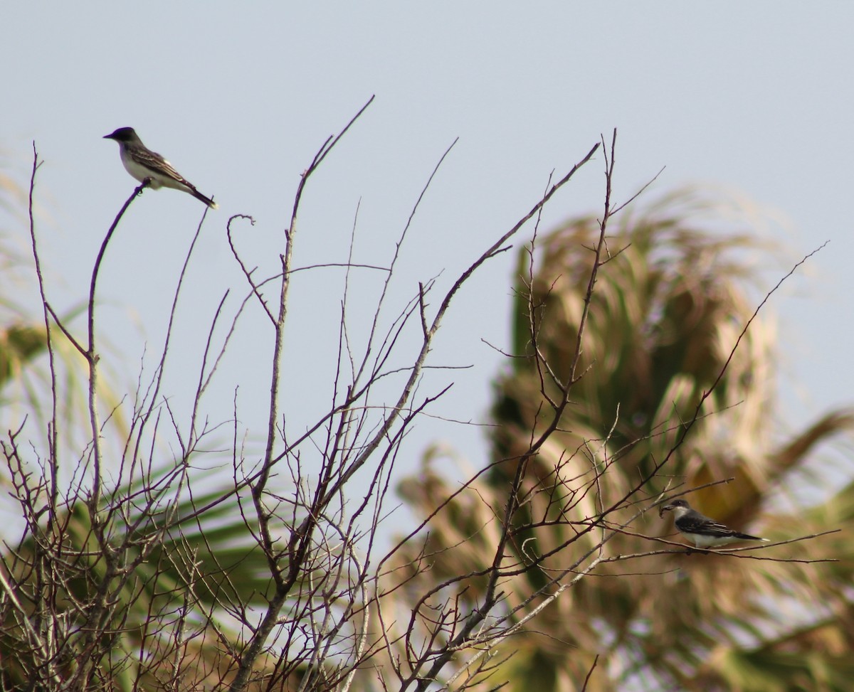 Eastern Kingbird - Mike Major