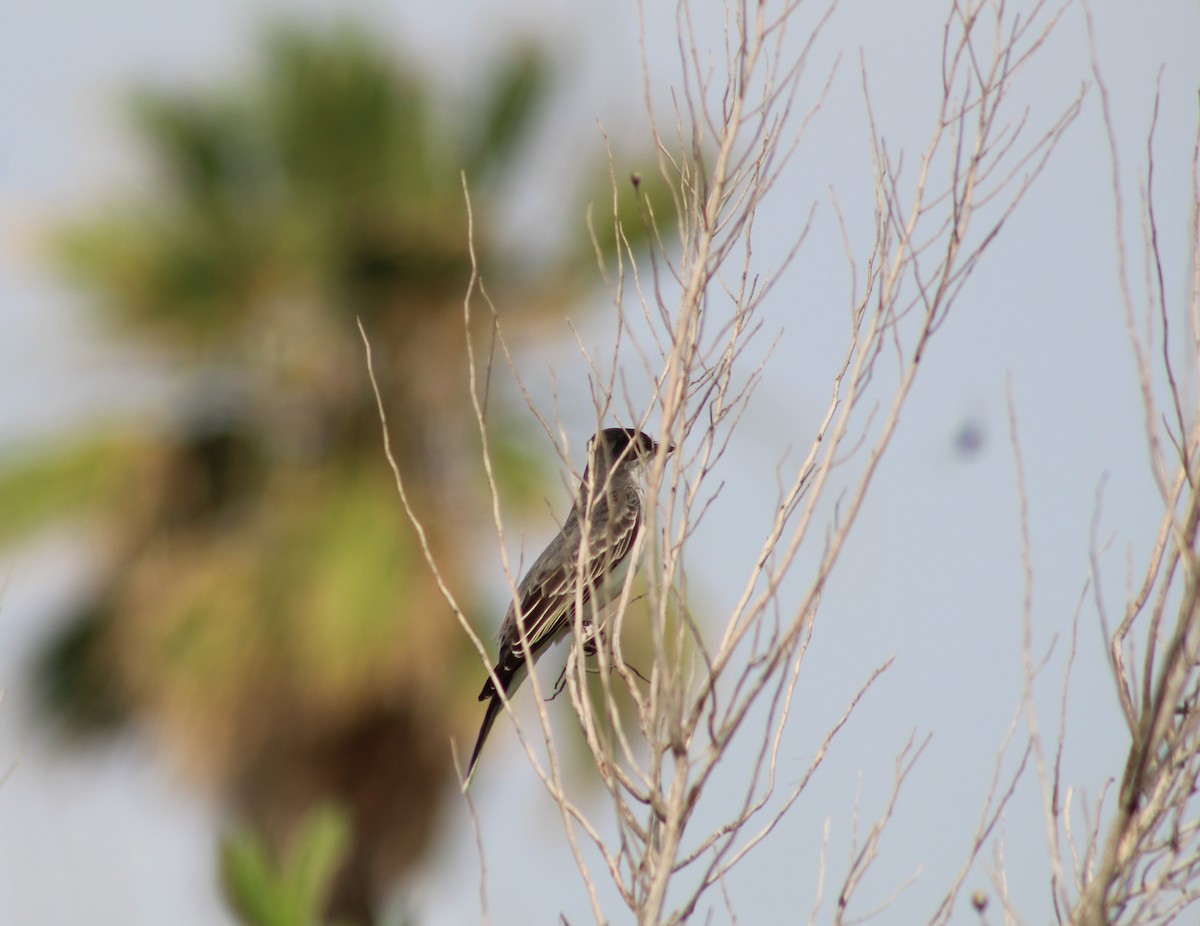 Eastern Kingbird - ML619428589