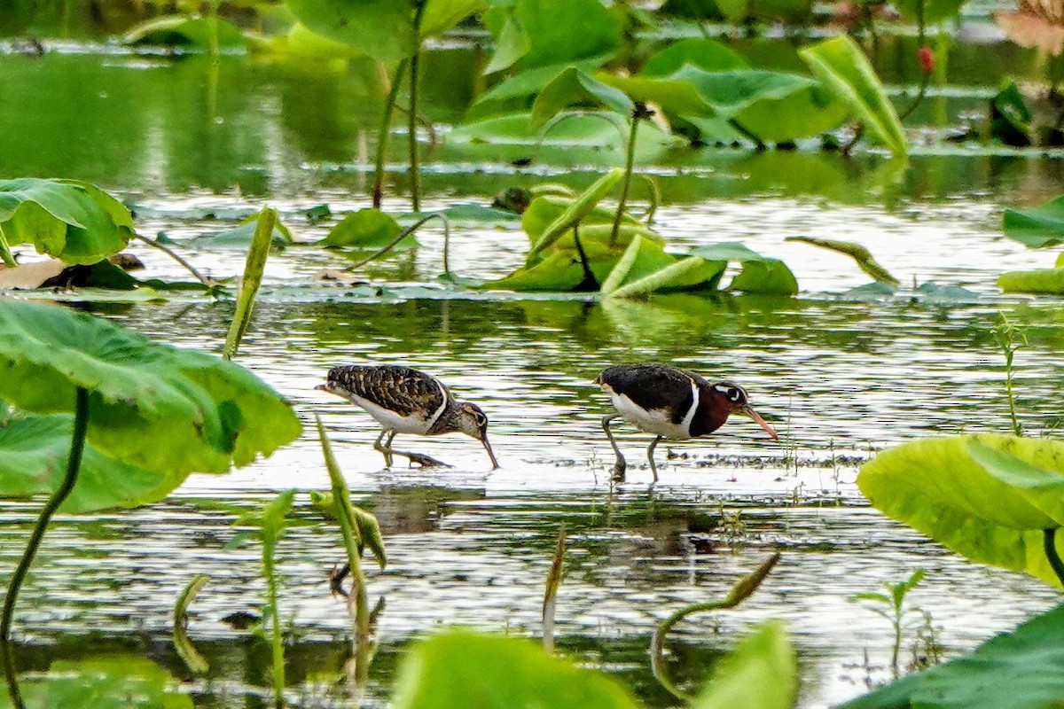 Greater Painted-Snipe - Haofeng Shih