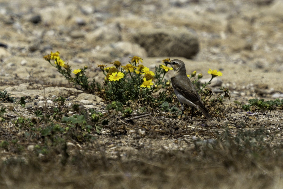 Northern Wheatear - Holger Schneider