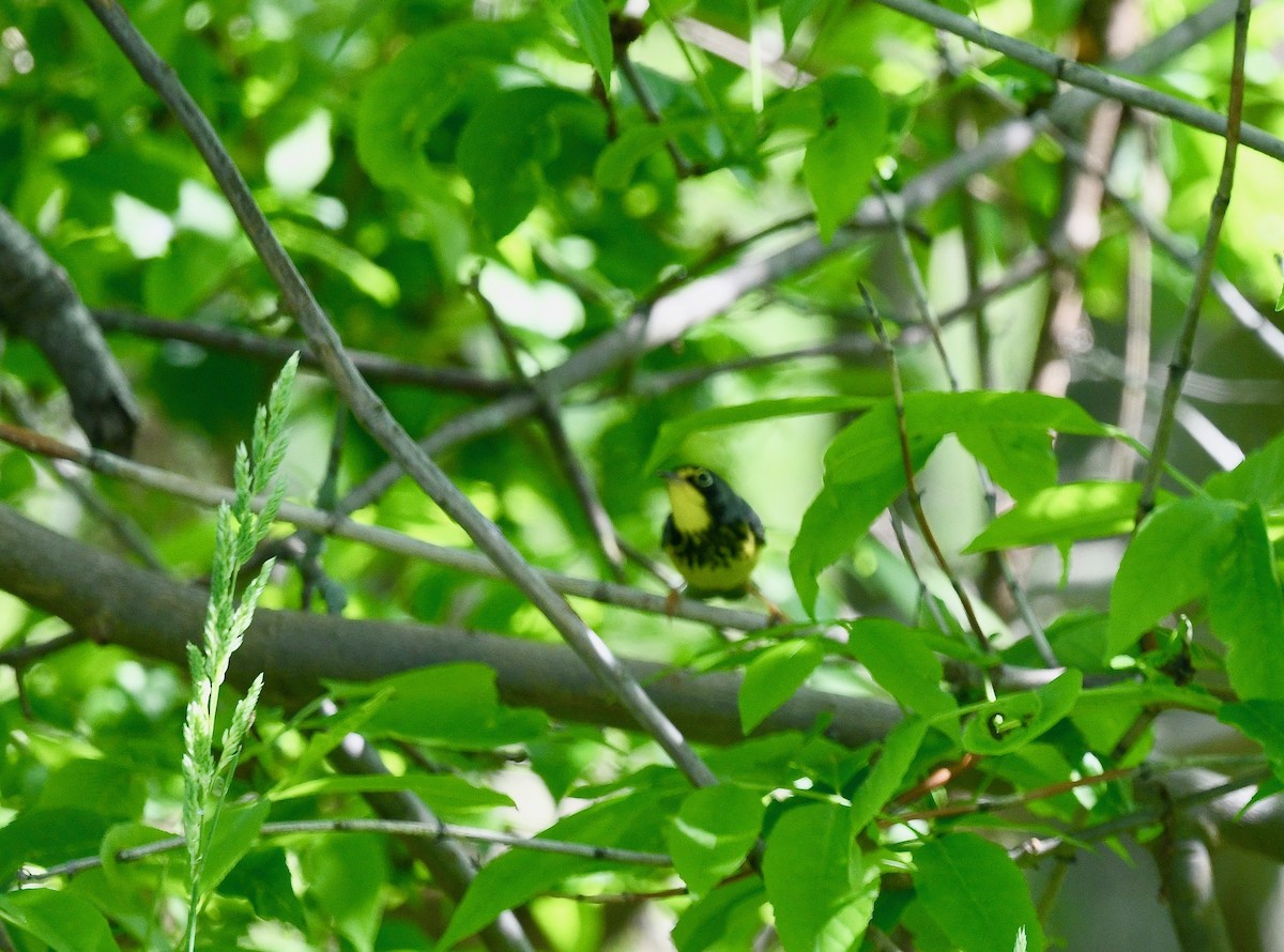 Canada Warbler - Win Ahrens