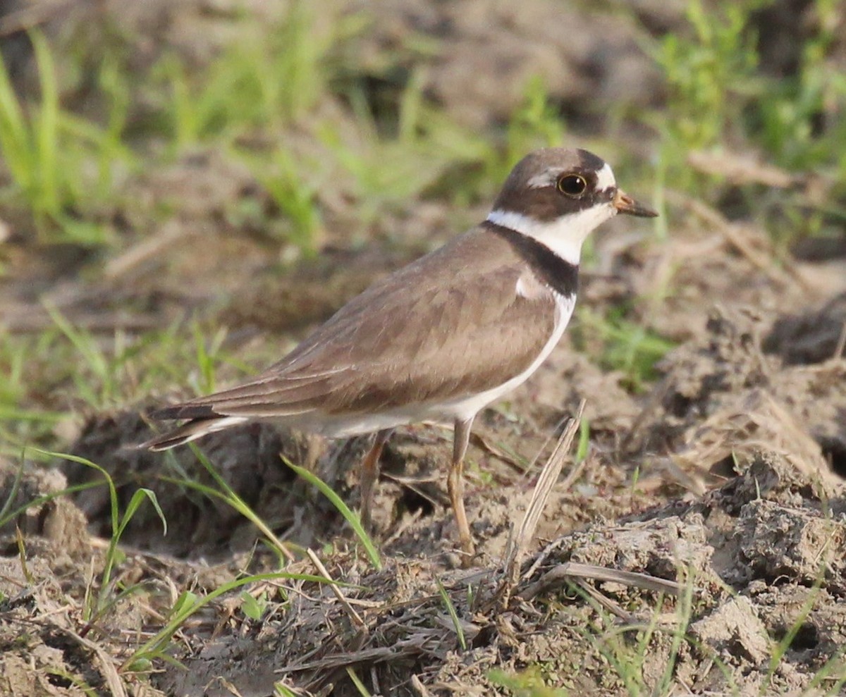 Semipalmated Plover - ML619428600