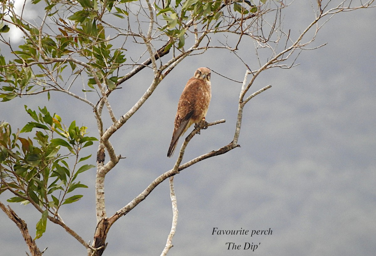 Brown Falcon - ML619428602