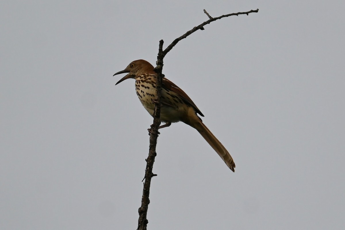 Brown Thrasher - Skylar Carson-Reynolds