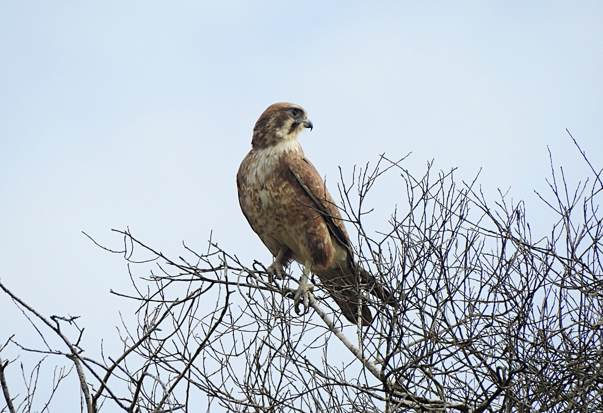 Brown Falcon - ML619428609