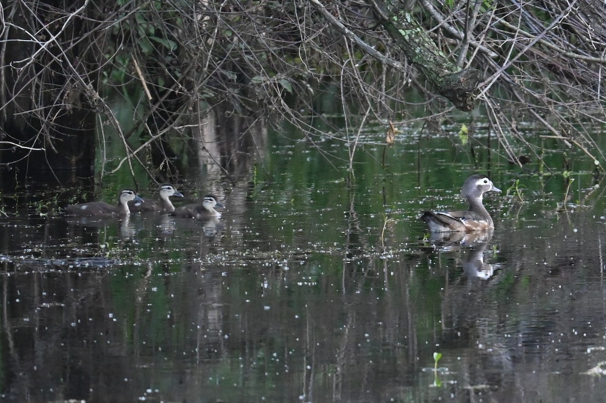 Wood Duck - Skylar Carson-Reynolds