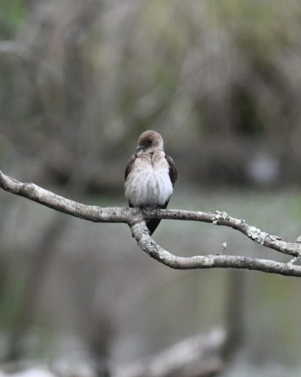 Northern Rough-winged Swallow - Skylar Carson-Reynolds