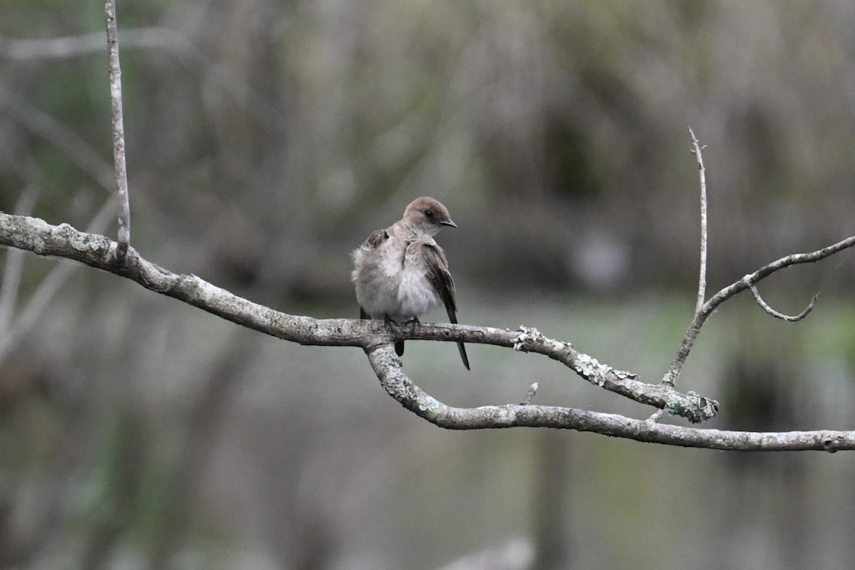 Northern Rough-winged Swallow - Skylar Carson-Reynolds