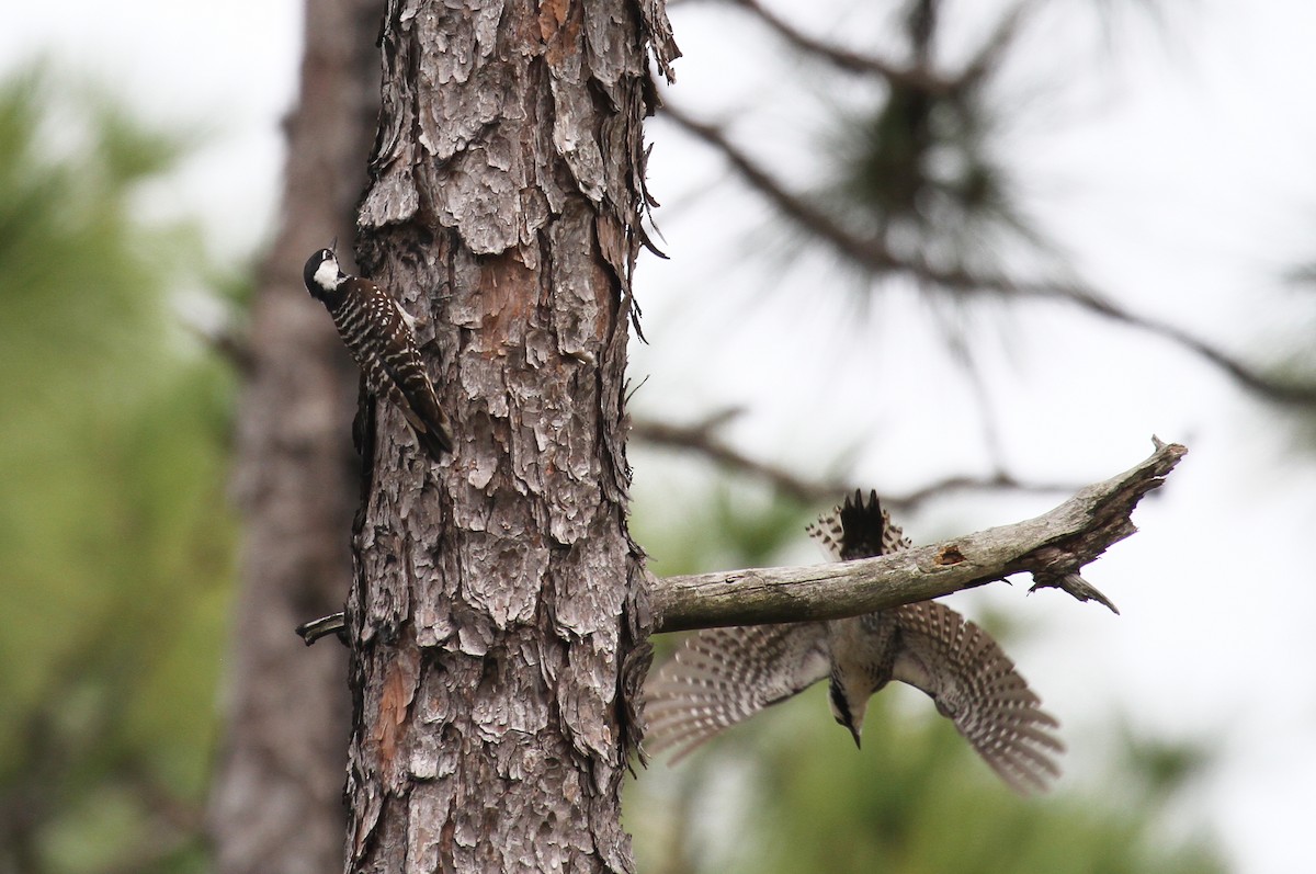 Red-cockaded Woodpecker - ML619428639