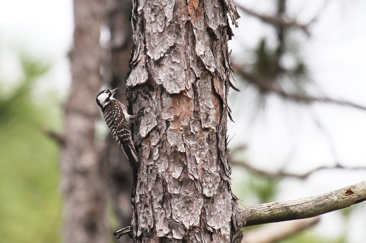 Red-cockaded Woodpecker - ML619428640