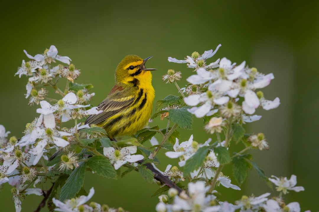 Prairie Warbler - Brent Richardson