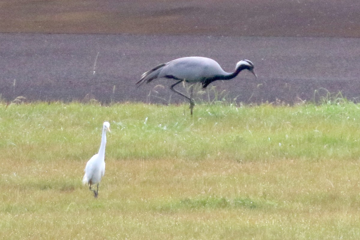 jeřáb panenský - ML619428650