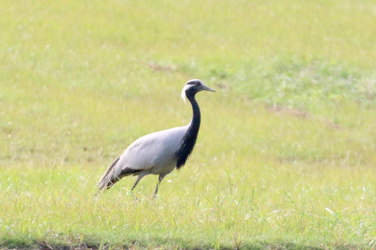 jeřáb panenský - ML619428651