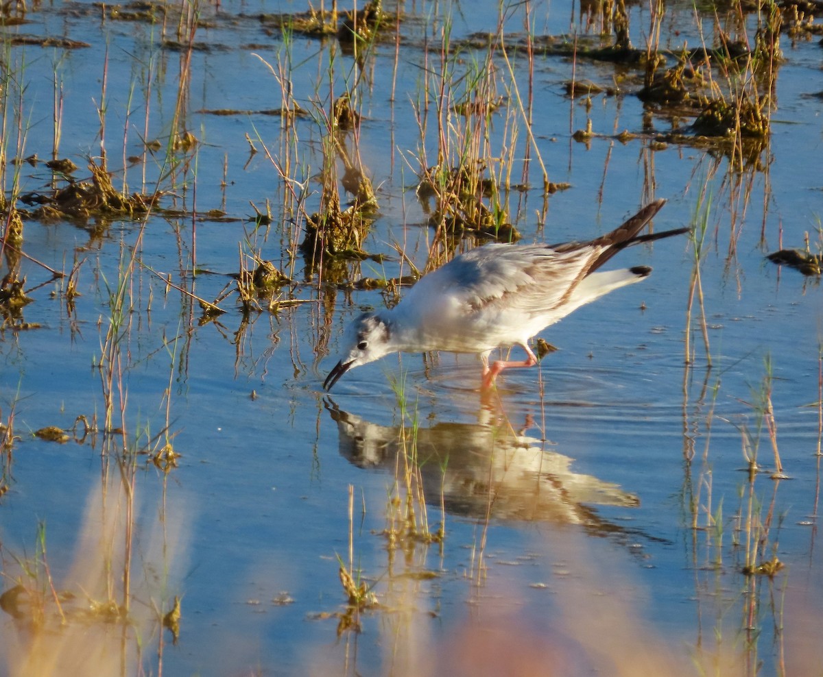 Bonaparte's Gull - Sandy Beranich