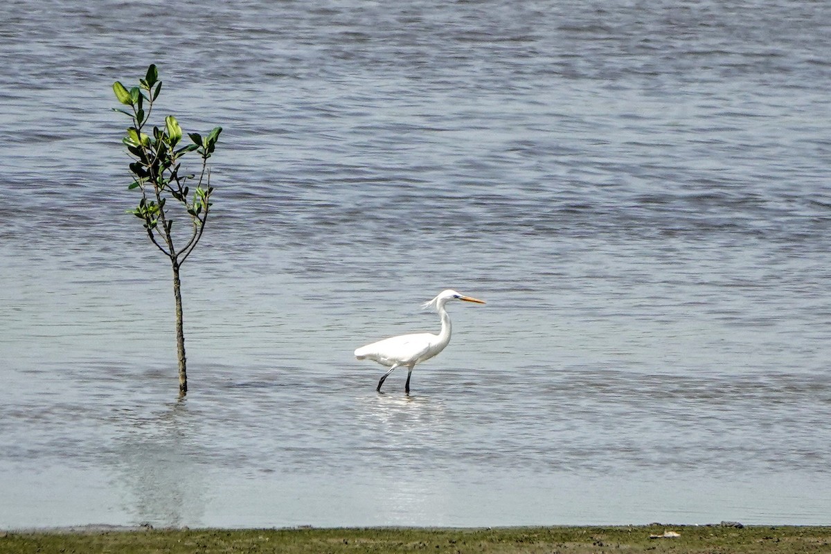 Chinese Egret - Haofeng Shih