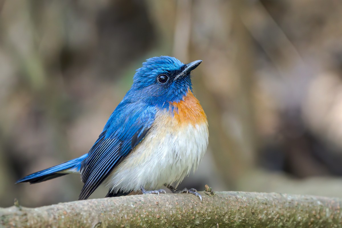 Blue-throated Flycatcher - ML619428671