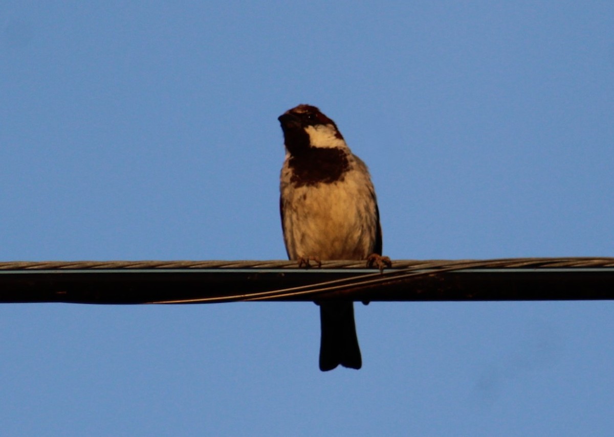 House Sparrow - Deborah  Hansen