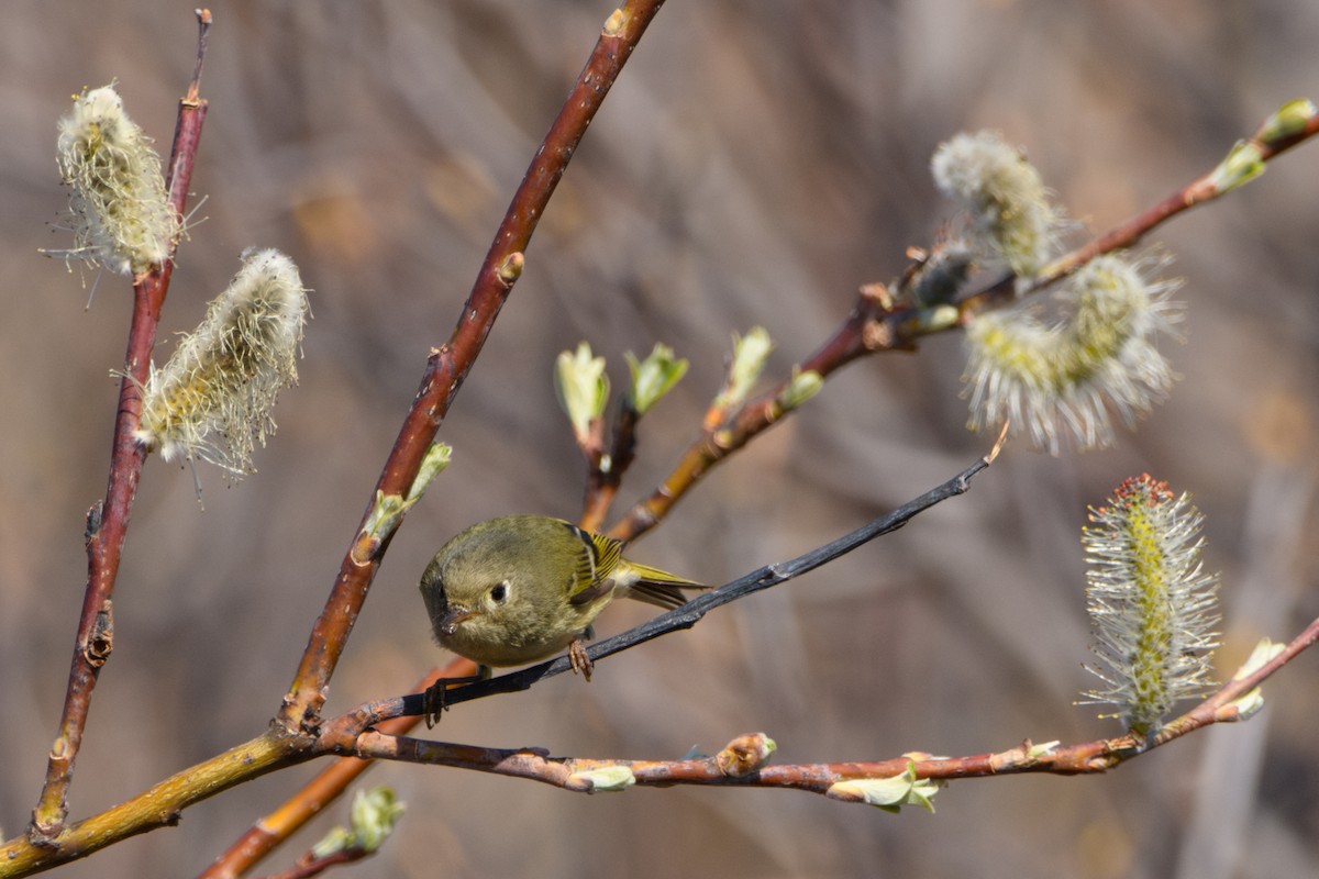 Ruby-crowned Kinglet - Jeremiah Fisher