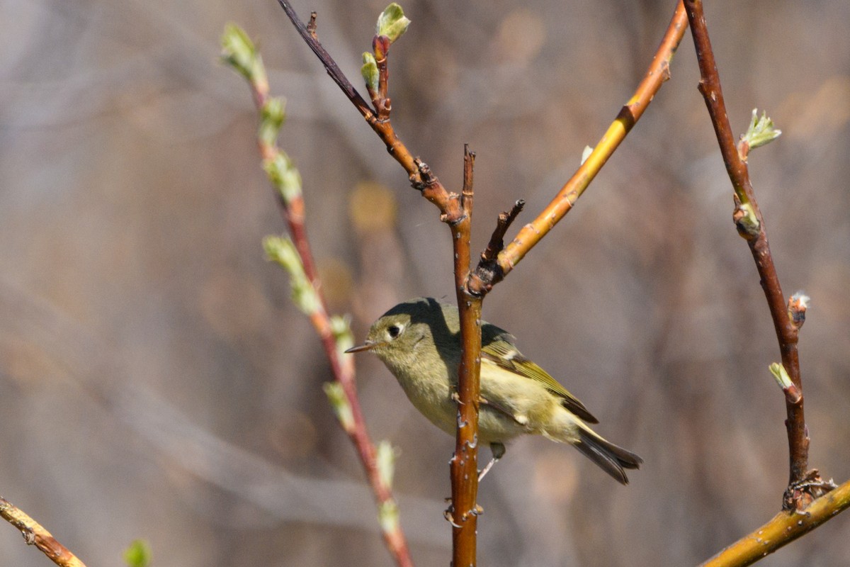 Ruby-crowned Kinglet - Jeremiah Fisher