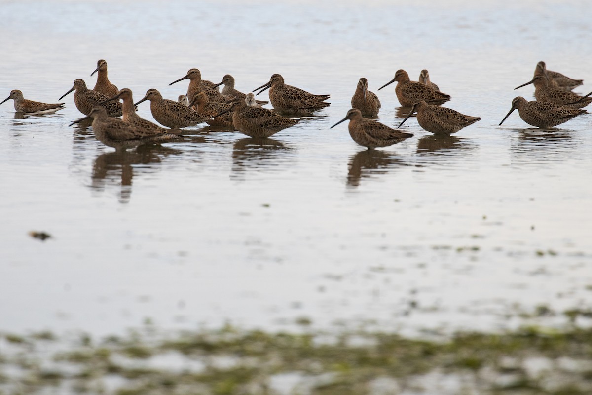 Short-billed Dowitcher - Mark Sawyer