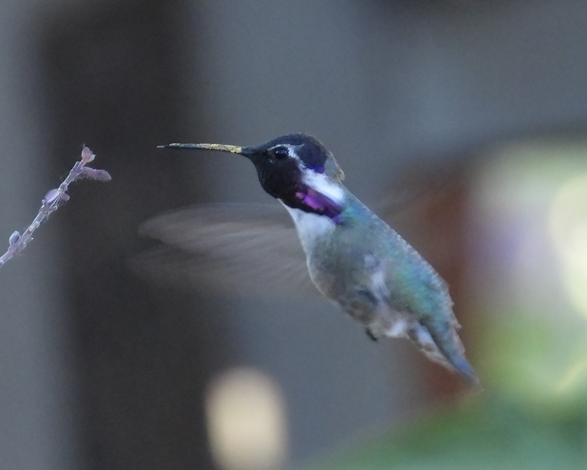 Costa's Hummingbird - Doug Smith
