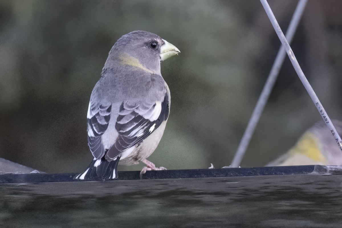 Evening Grosbeak - Robert Lockett