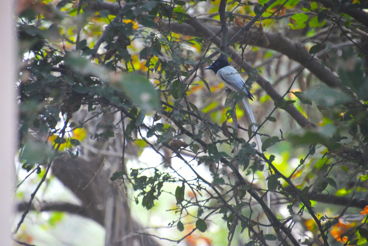 Indian Paradise-Flycatcher - Alyssa DeRubeis