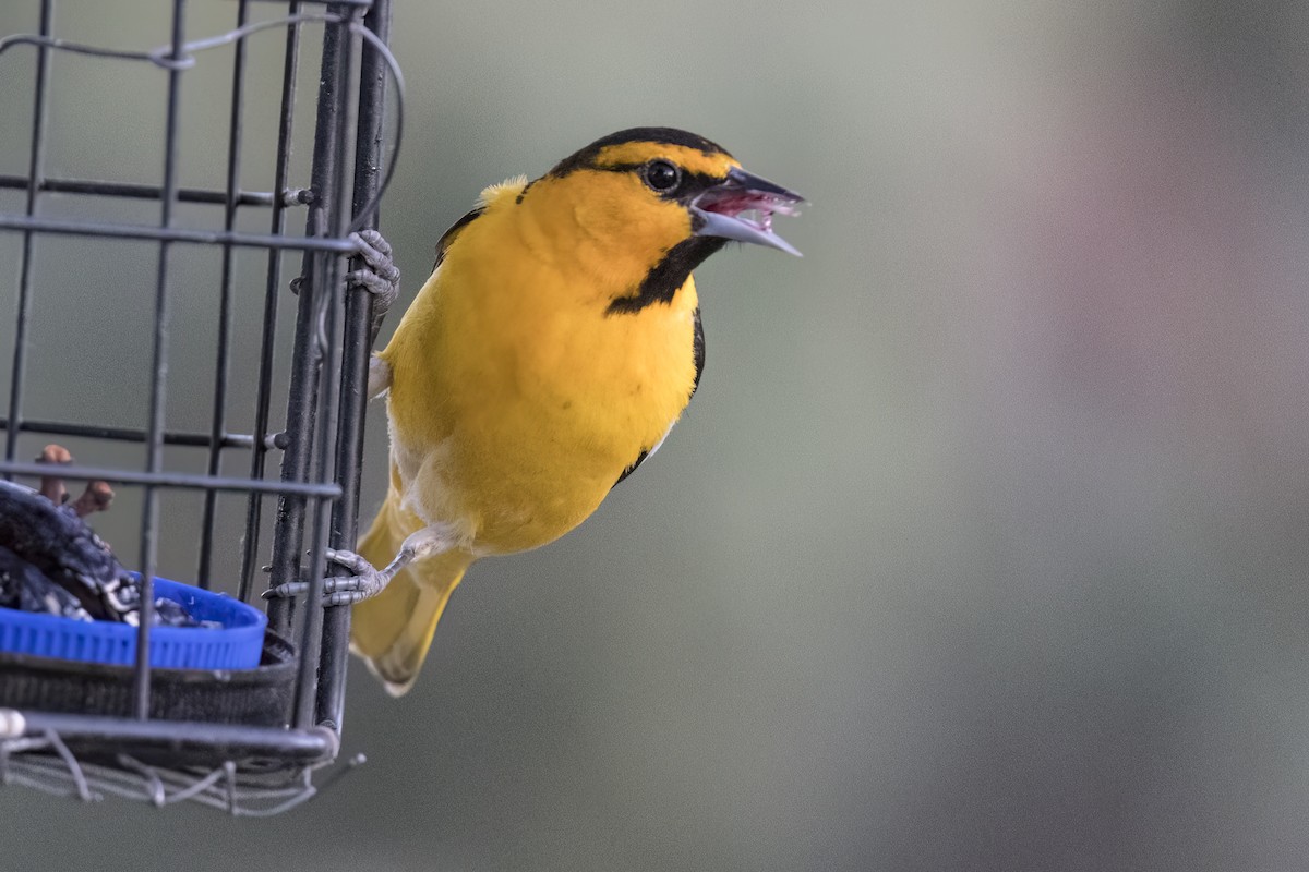 Bullock's Oriole - Robert Lockett