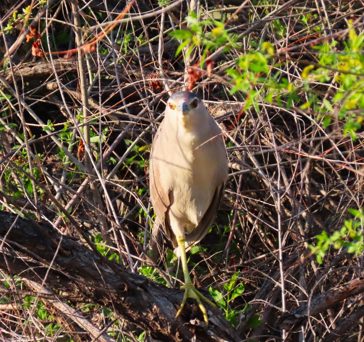 Black-crowned Night Heron - Sandy Beranich