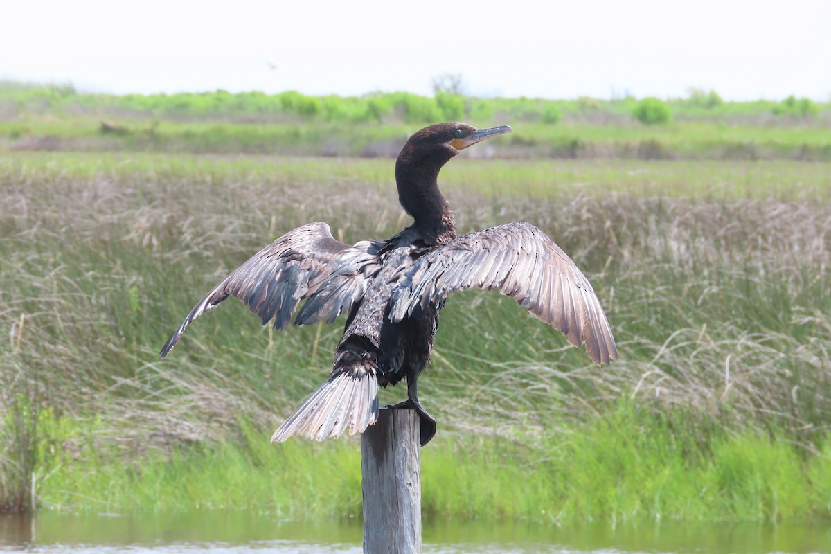 Neotropic Cormorant - David Brinkman