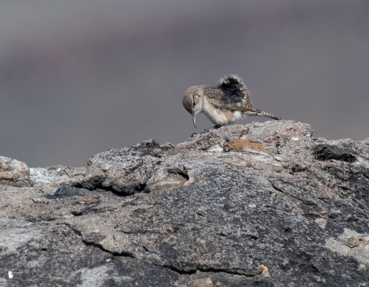 Rock Wren - Hillary Smith