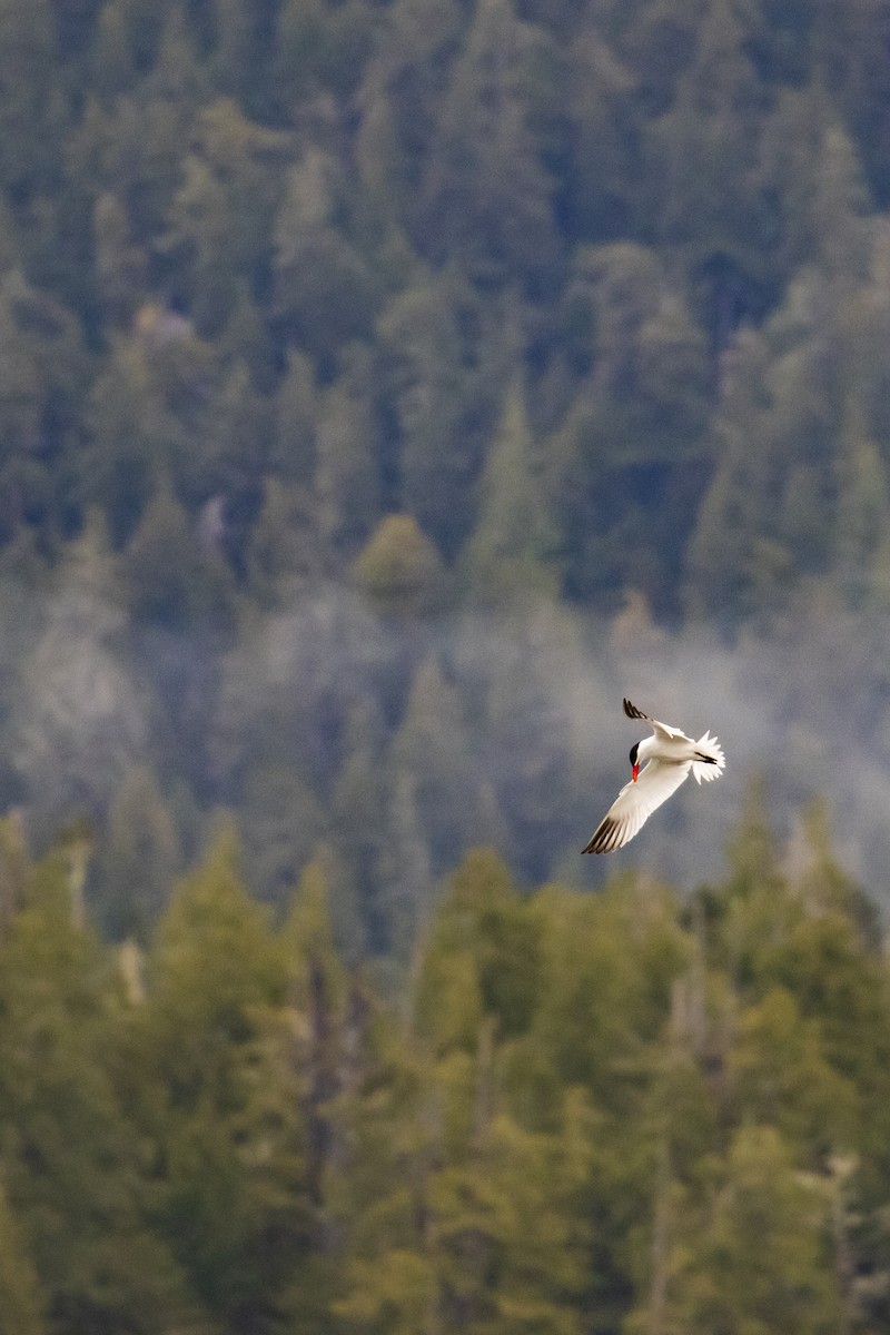 Caspian Tern - Mark Sawyer