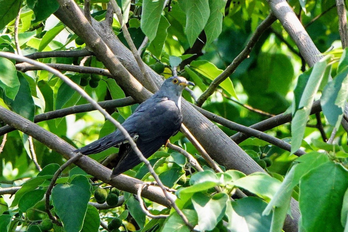 Oriental Cuckoo - Haofeng Shih