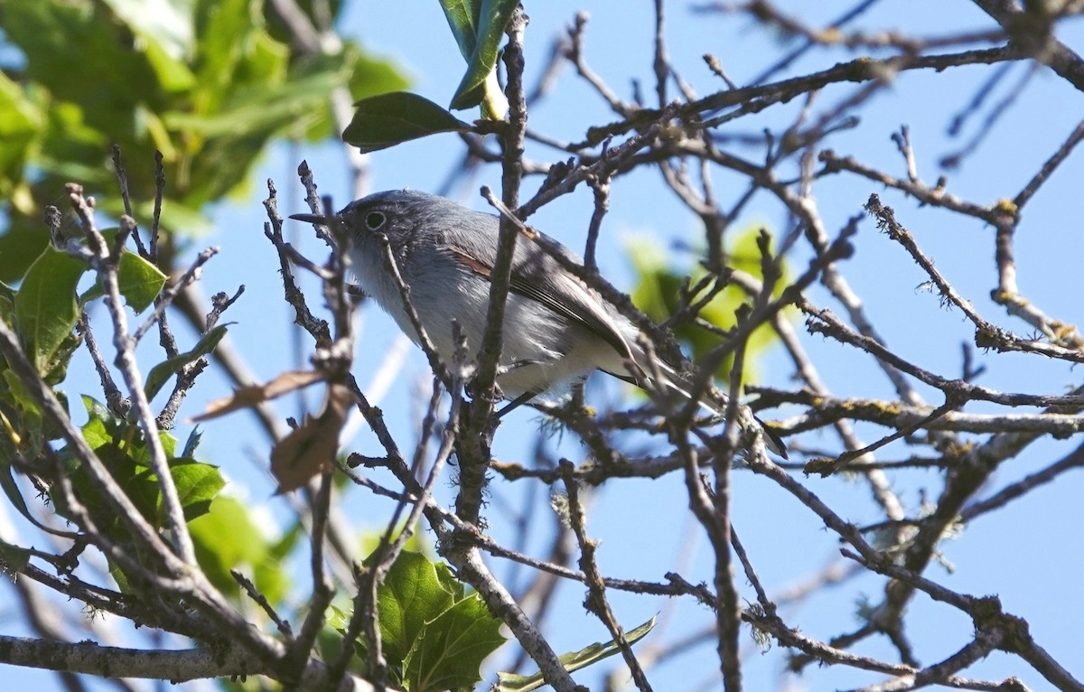 Blue-gray Gnatcatcher - Monica P