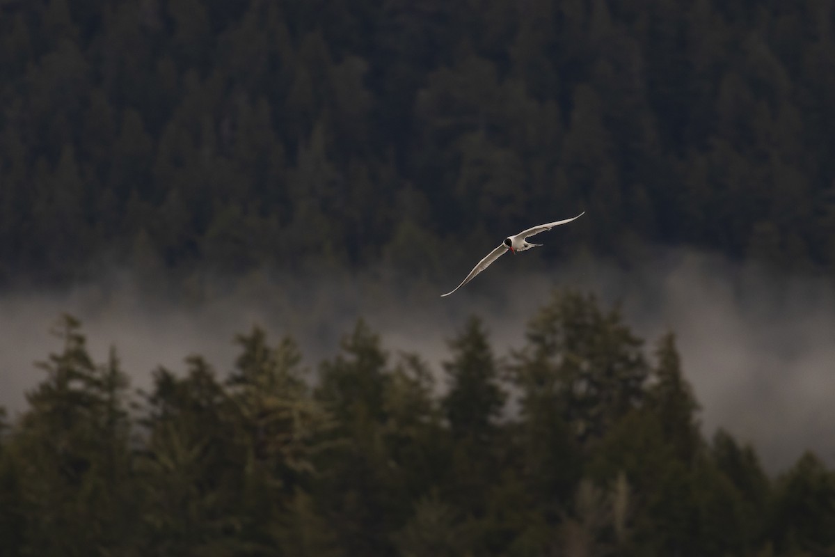 Caspian Tern - Mark Sawyer