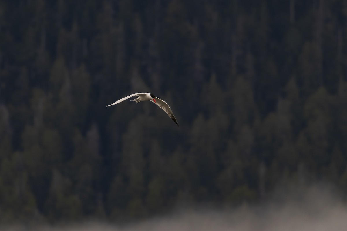 Caspian Tern - Mark Sawyer