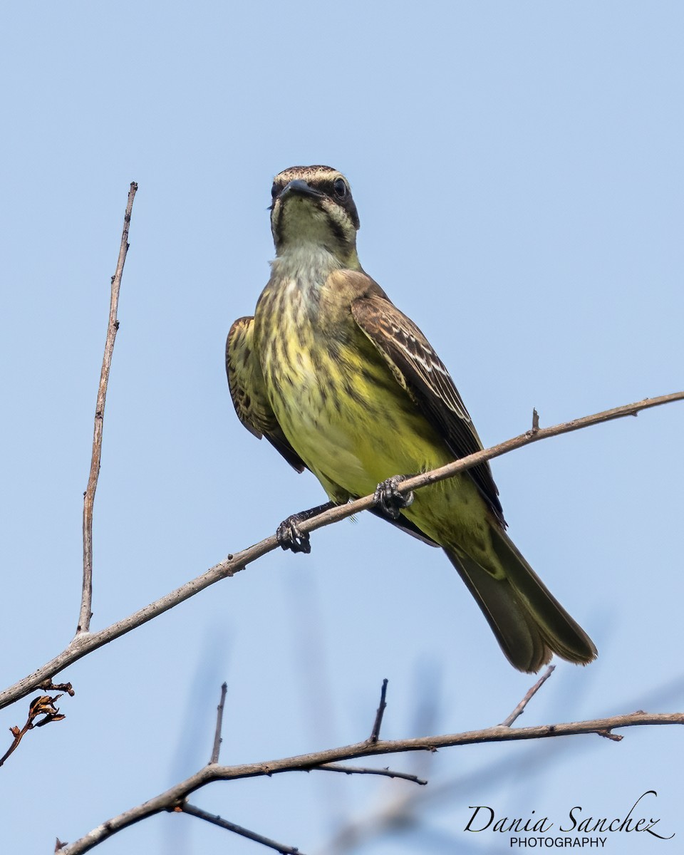 Piratic Flycatcher - Dania Sanchez