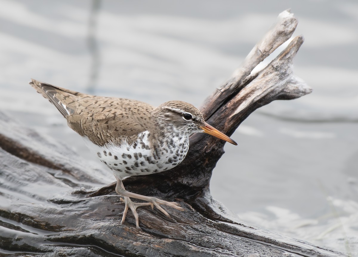 Spotted Sandpiper - Hillary Smith