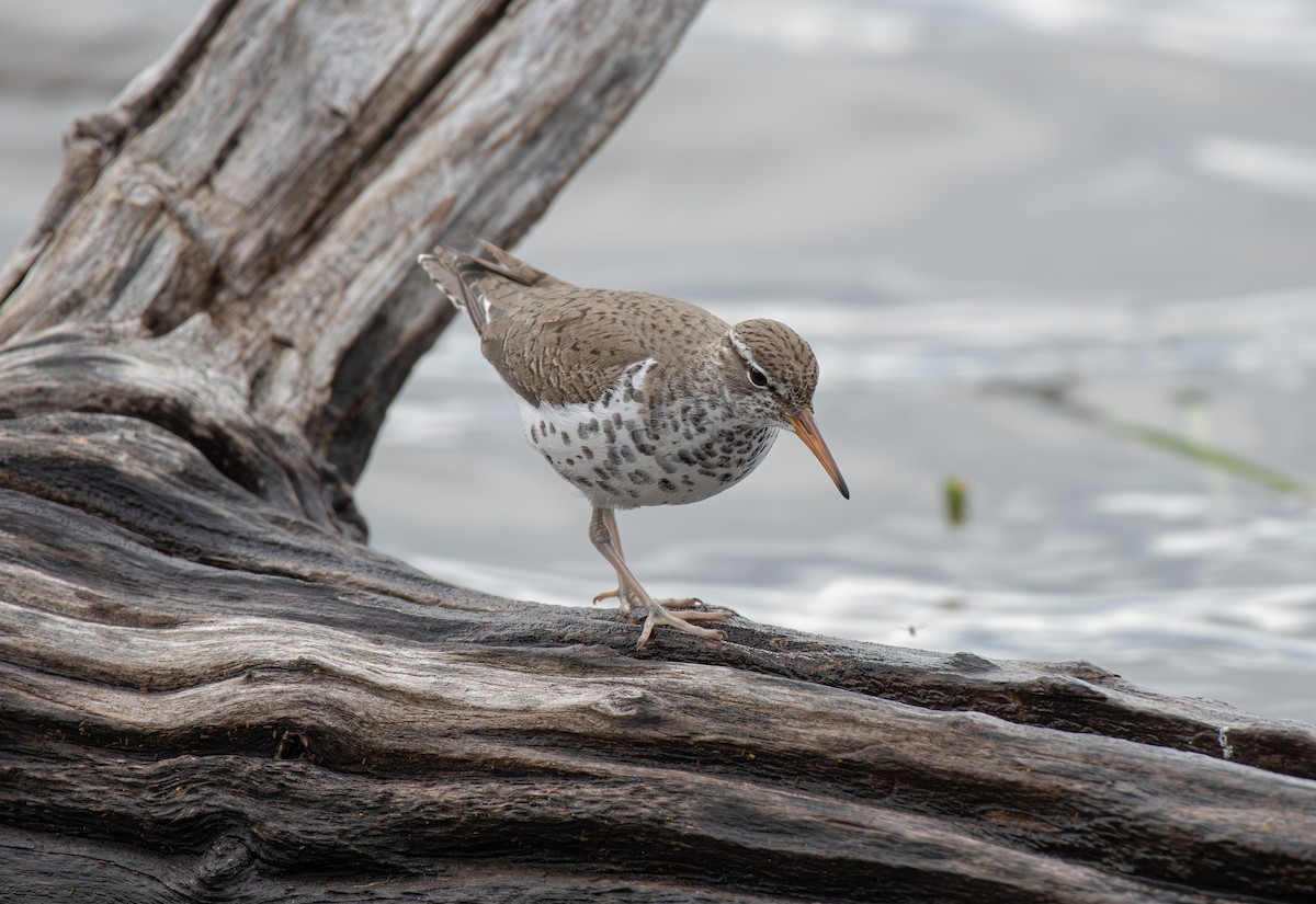 Spotted Sandpiper - Hillary Smith
