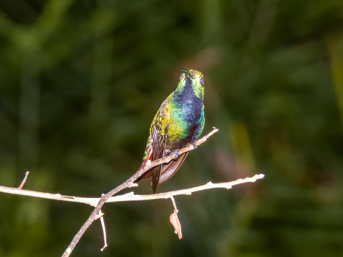 Green-breasted Mango - Imogen Warren