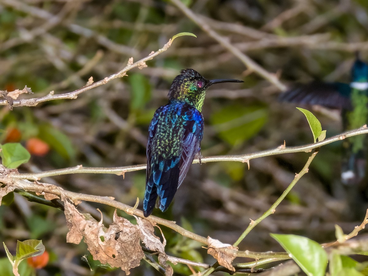 Green-breasted Mango - Imogen Warren