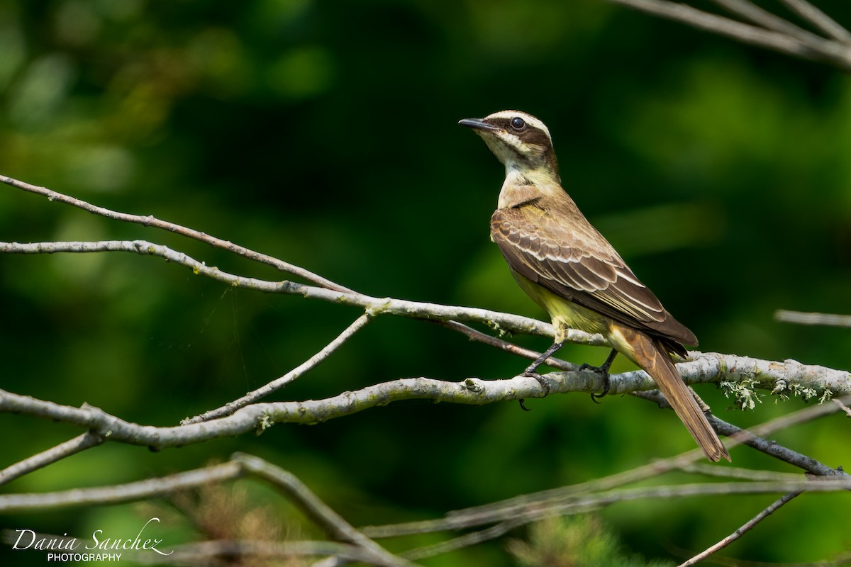 Piratic Flycatcher - Dania Sanchez