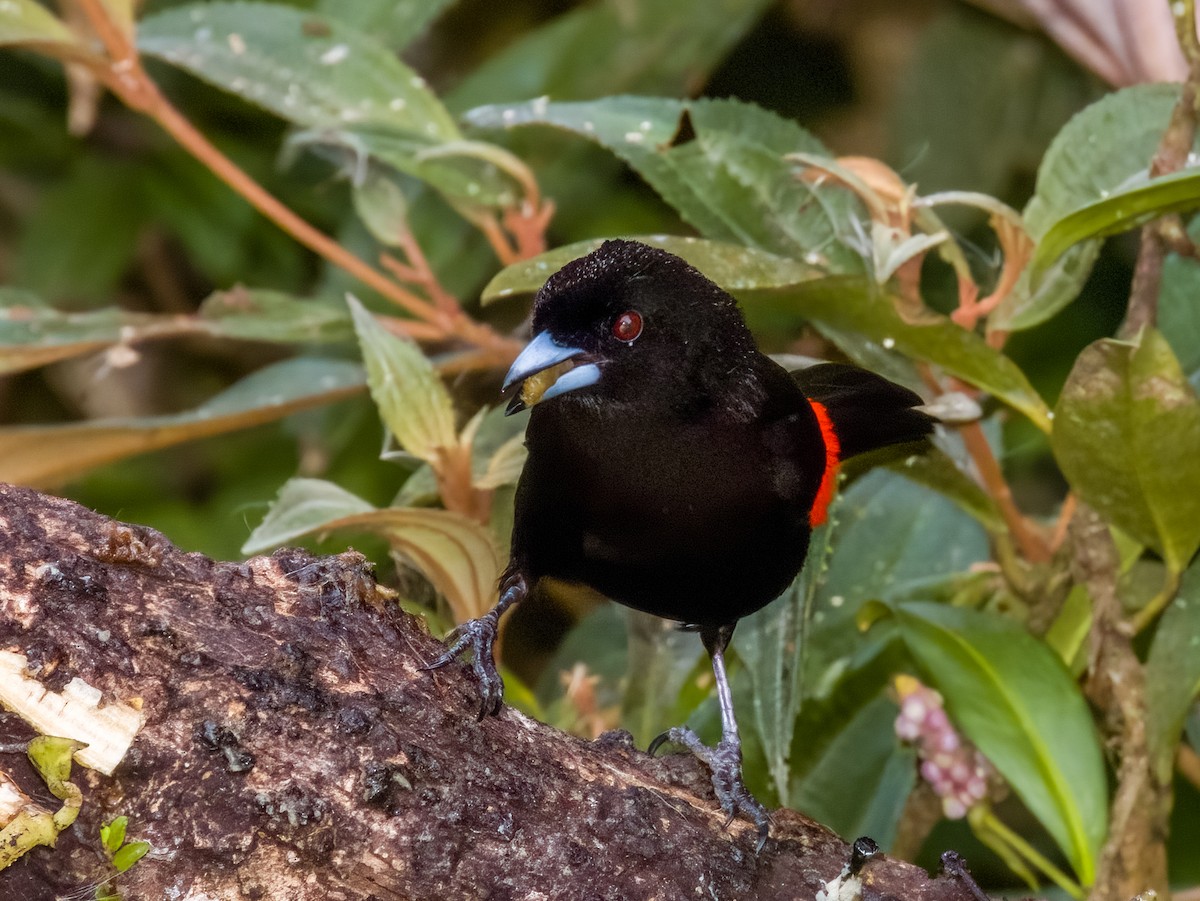 Scarlet-rumped Tanager (Passerini's) - Imogen Warren