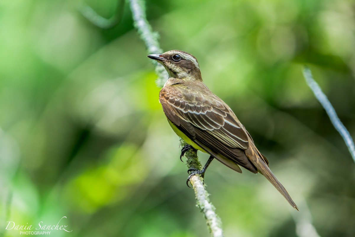 Piratic Flycatcher - Dania Sanchez