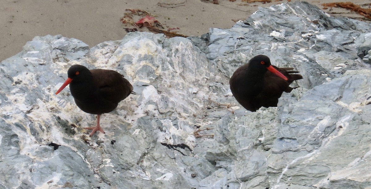 Black Oystercatcher - Petra Clayton