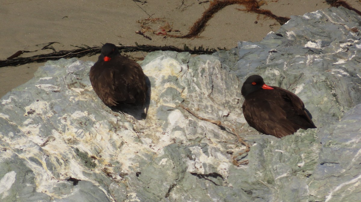 Black Oystercatcher - Petra Clayton